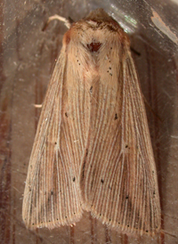 Many-lined Wainscot